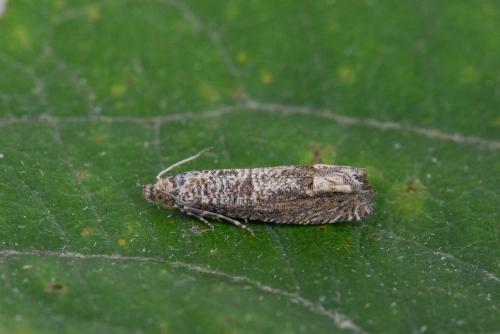 Réf. 244 889 : Pelochrista sp.